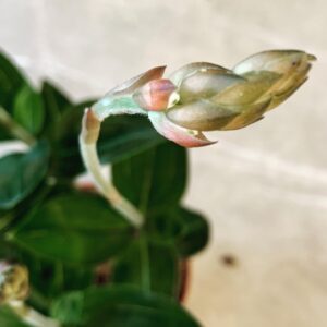 Aglaonema FLN011