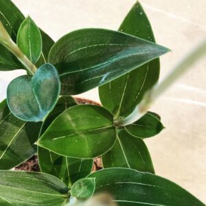 Aglaonema FLN011
