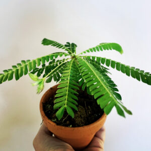 Aglaonema FLN011