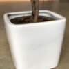 Polnix Moon lillepott, 13cm