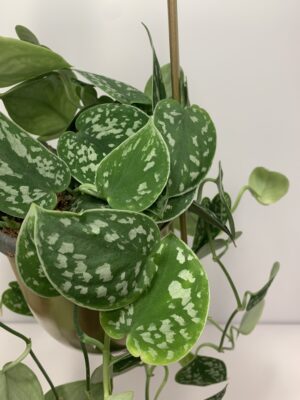 Scindapsus pictus "Argyraeus"