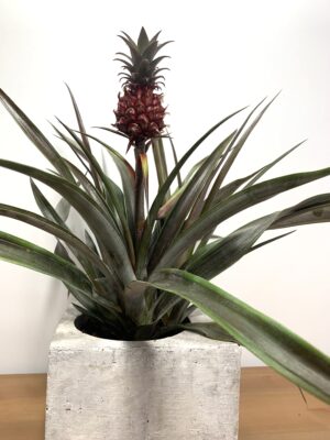 Ananas "Pacifico"