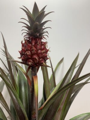 Ananas "Pacifico"