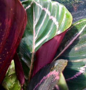 Calathea roseopicta "Dottie"