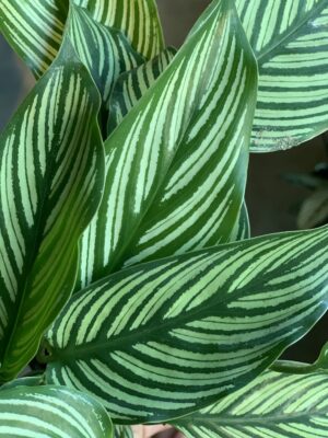 Calathea vittata