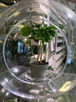 Aglaonema FLN011