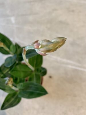 Aglaonema FLN011