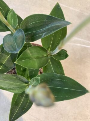 Aglaonema FLN011