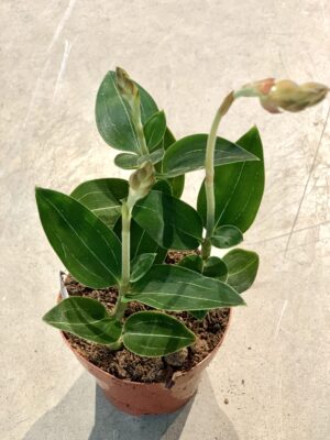 Aglaonema FLN011