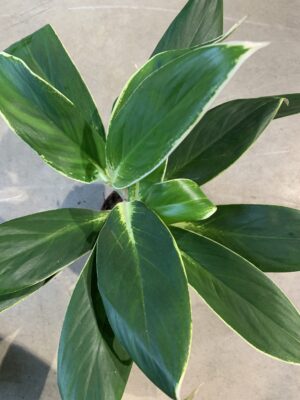 Aglaonema FLN011
