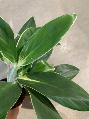 Aglaonema FLN011
