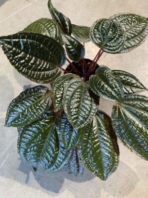 Aglaonema FLN011
