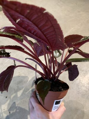Aglaonema FLN011