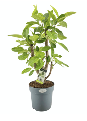 Ficus benghalensis Altissima