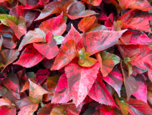 Acalypha wilkesiana