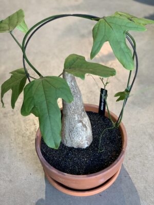 Adenia viridiflora