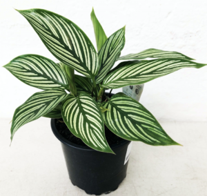 Calathea vittata