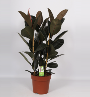 Ficus elastica 'Abidjan'