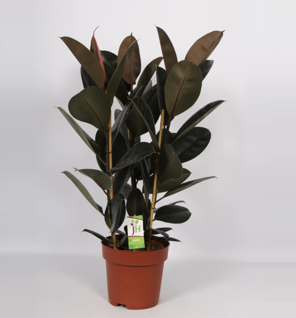 Ficus elastica 'Abidjan' en Baq Raindrop main image 0