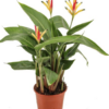Heliconia psittacorum Hawaii