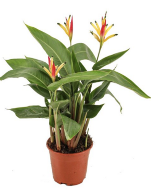 Heliconia psittacorum Hawaii