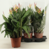Heliconia psittacorum Hawaii