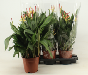 Heliconia psittacorum Hawaii