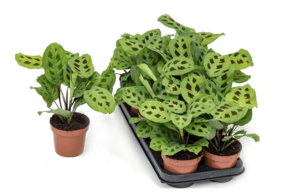 Maranta leuconeura 'Kerchoveana'