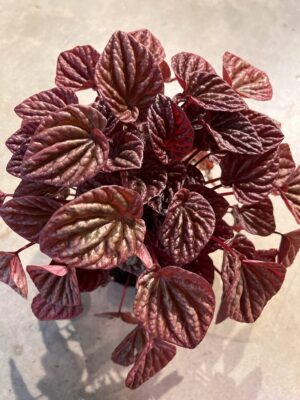 Peperomia caperata "Quito"