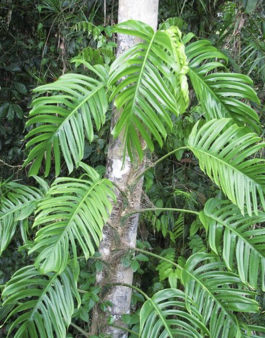 Philodendron Dragon Tail (Epipremn.)  Jungle