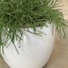 Polnix Moon lillepott, 13cm