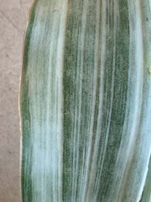 Sansevieria aubrytiana 'Metallica'