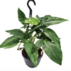 Syngonium podophyllum 'Trileaf Wonder'