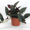 Syngonium podophyllum 'Trileaf Wonder'