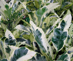 Codiaeum variegatum Tamara