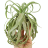 Syngonium podophyllum 'Trileaf Wonder'